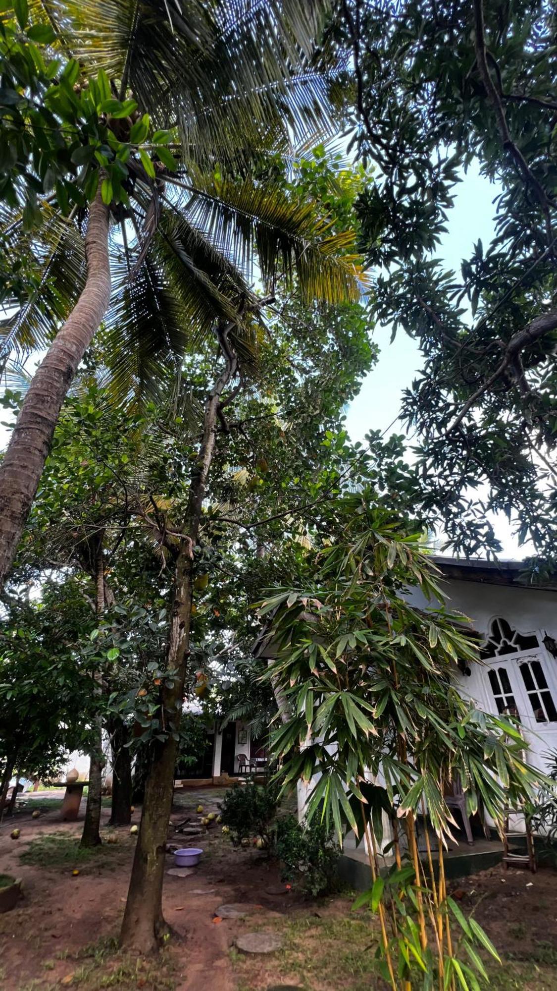Sylvester Villa Hostel Negombo Extérieur photo
